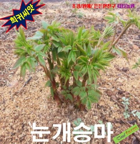 눈개승마 산나물 씨앗 50립