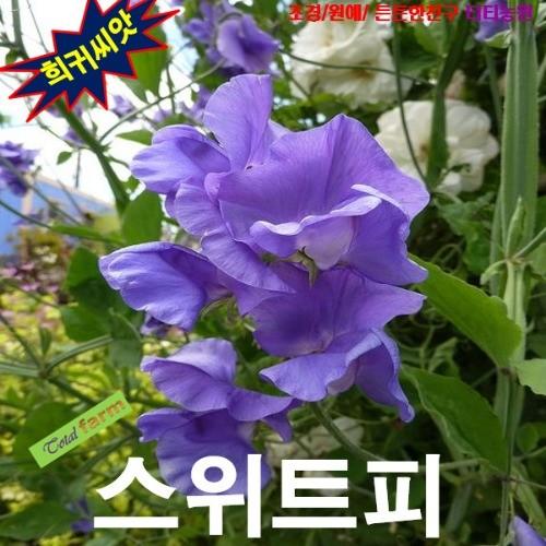 스위트피Sweet Pea 혼합색 10립