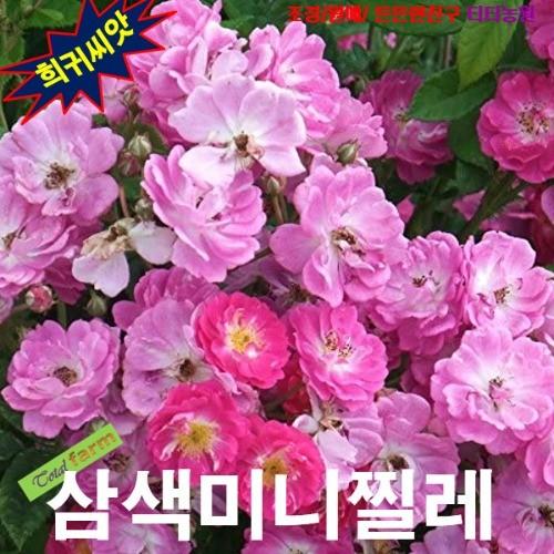 삼색미니찔레 혼합색상 5립