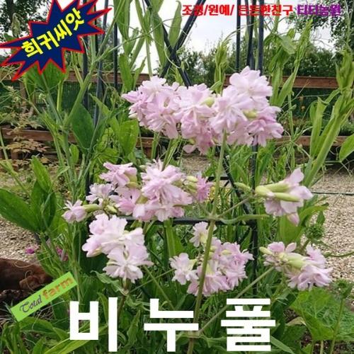 비누풀 씨앗 15립