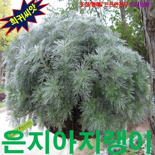 은엽아지랭이 씨앗 25립