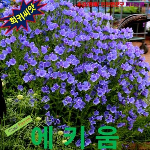 에키움 불가레 블루 20립