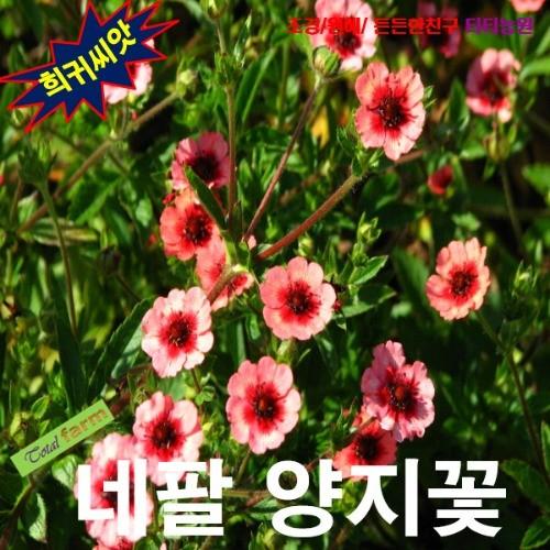 수생식물 허브 네팔양지꽃 15립