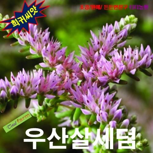 지피식물 우산살세덤 25립