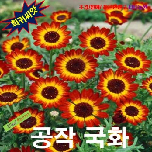 공작국화 저먼플래그 15립