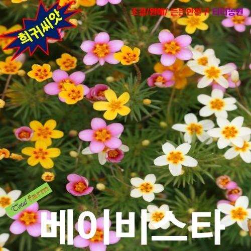 아기별꽃베이비스타 렙토시폰 25립