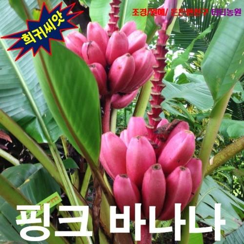 노지월동 미니종 핑크바나나 씨앗 5립