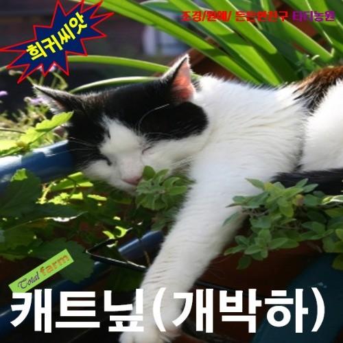 고양이가 좋아하는 캐트닢 25립