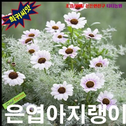 보들보들 솜털같은 은엽아지랭이 씨앗 15립