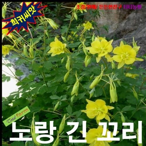 매발톱 노랑긴꼬리 10립