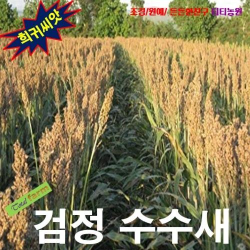 수수밭 일러스터 검정수수씨앗 10립