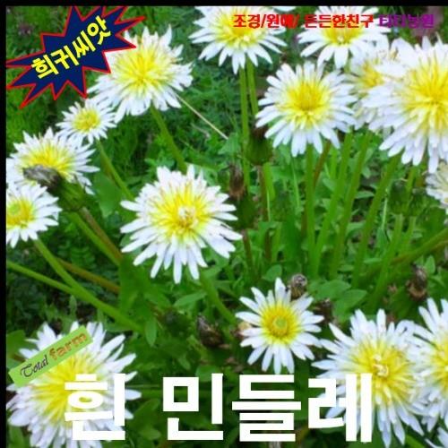 흰민들레 하얀민들레 씨앗 20립