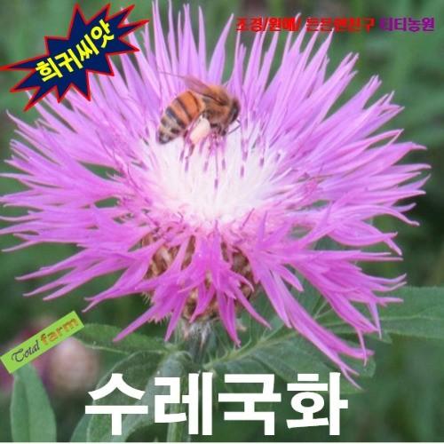 다년생 페르시아수레국화 5 립