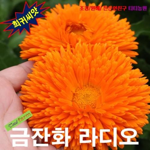 금잔화 라디오 10립