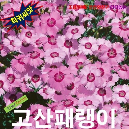 고산패랭이엔젤패랭이 15 립