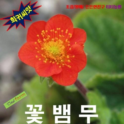꽃뱀무 진주황 8립