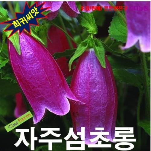 자주섬초롱 25립