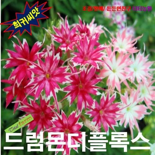 드럼몬디플록스 트윙클스타 10립