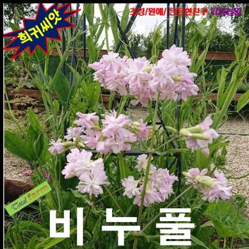 다년생 샤포닌 비누풀 20립