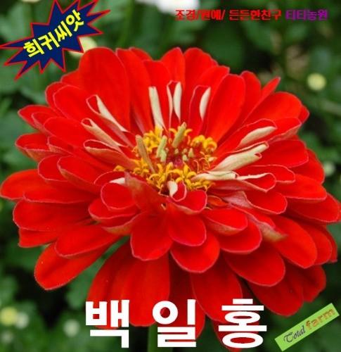 백일홍 엘레강스 체리퀸 10립
