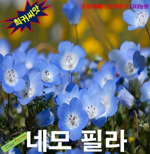 탄생화 네모필라 베이비블루아이 15립