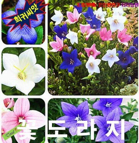 꽃도라지 혼합색 씨앗 10립