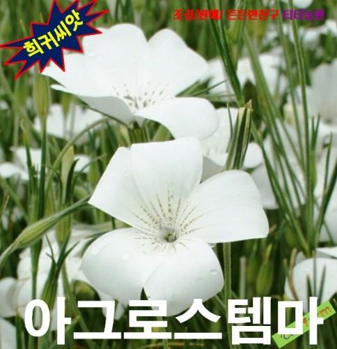 씨앗나라선옹초 혼합 씨앗 10립