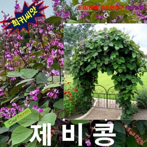 루비문 제비콩 5립