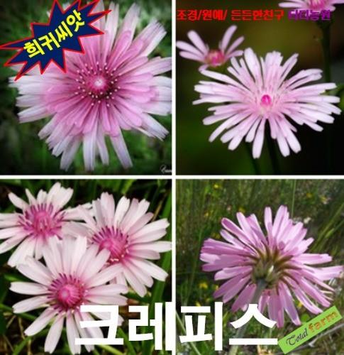 크레피스나도민들레 10립