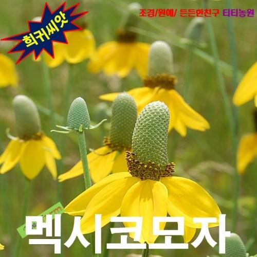 콘플라워 멕시코모자 혼합 씨앗 15립