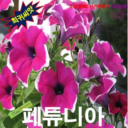 페튜니아 혼합 씨앗 15립