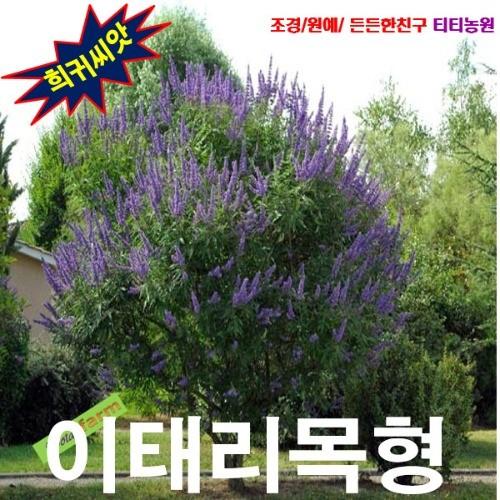 [씨앗나라] 바이텍스 이태리목형 씨앗 5립