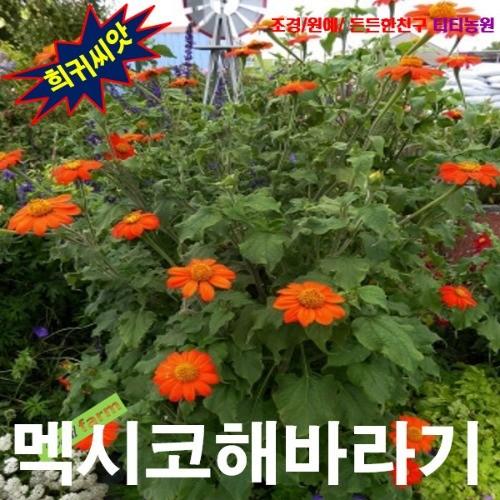 멕시코해바라기 노란색 15립