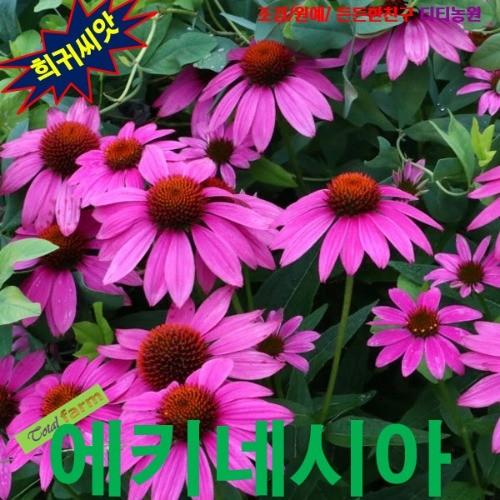 콘플라워 에키네시아 퍼플 씨앗15립