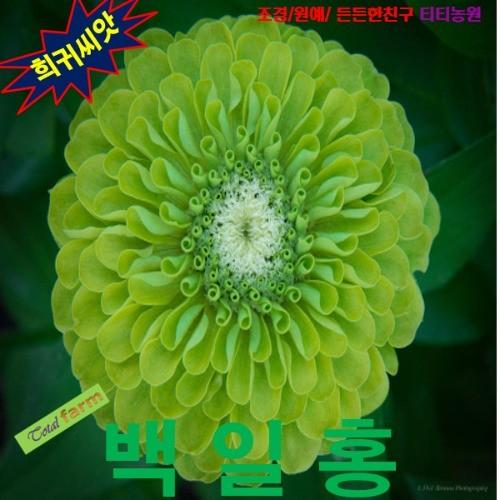 백일홍 라임그린 씨앗 10립