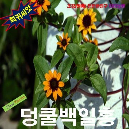 덩굴백일홍 산비탈리아 혼합 씨앗 10립