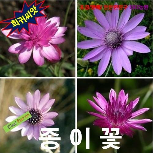 종이꽃 혼합 15립