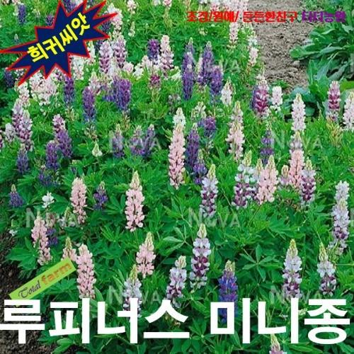 루피너스 미니 혼합 씨앗 10립