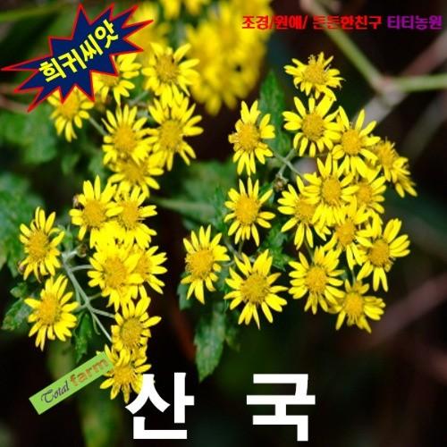 야생국화 산국 50립 미세씨앗 저온처리요
