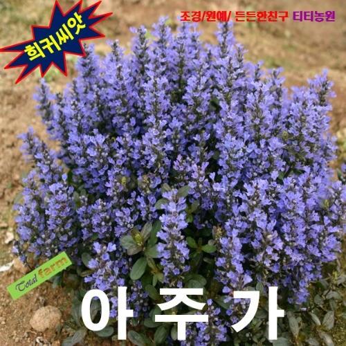 씨앗나라) 아주가 렙탄스10립