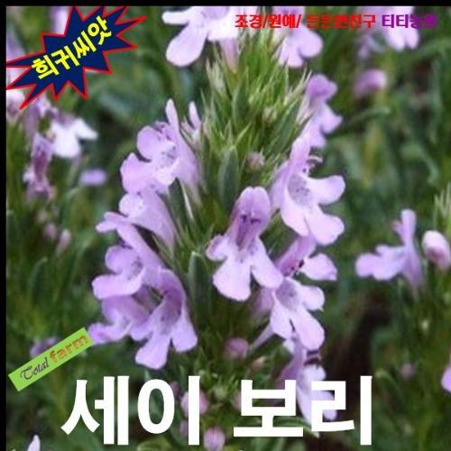 다년생 세이보리 씨앗 10립