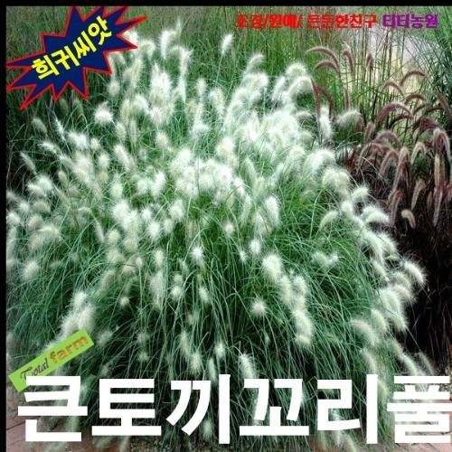큰토끼꼬리풀 10립
