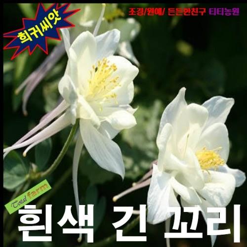 매발톱 흰색긴꼬리 15립