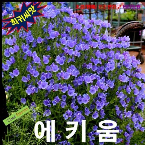 에키움 불가레 블루 10립
