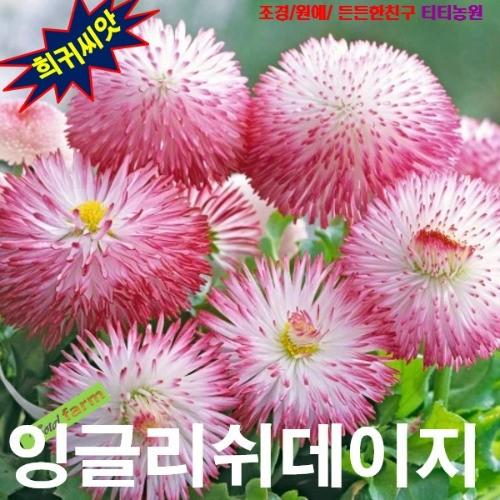 잉글리쉬데이지 몬스터 혼합 씨앗 10립