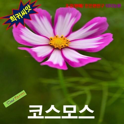 코스모스 캔디스트라이프 씨앗 10립