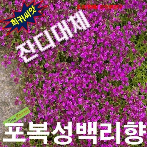 잔디대체 씨앗 포복성백리향 매직카펫 25립