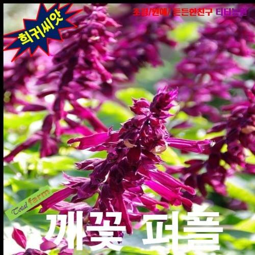 깨꽃 퍼플 사루비아 씨앗 10립