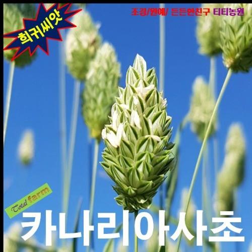 드라이플라워 소재 카나리아사초 10립