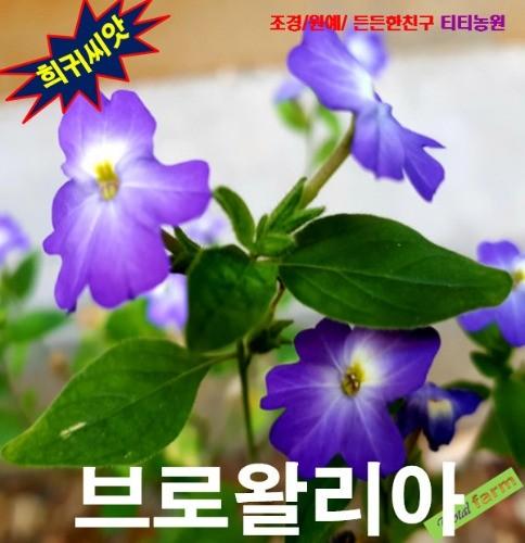 브로왈리아 20립